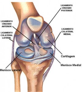 Ligamento colateral fibular do joelho.