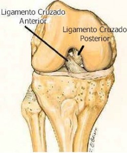 Ligamentos cruzado anterior e posterior do joelho.