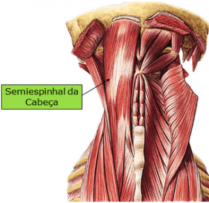 esplenio do pescoço e semiespinhal cabeça - Copia