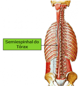 semiespinhal do torax e pescoço